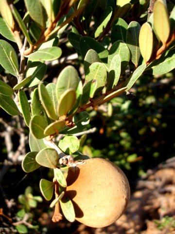 Ancylobotrys capensis fruit